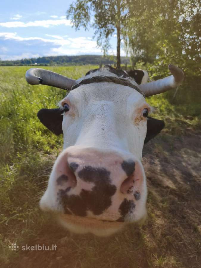 8 veršelių