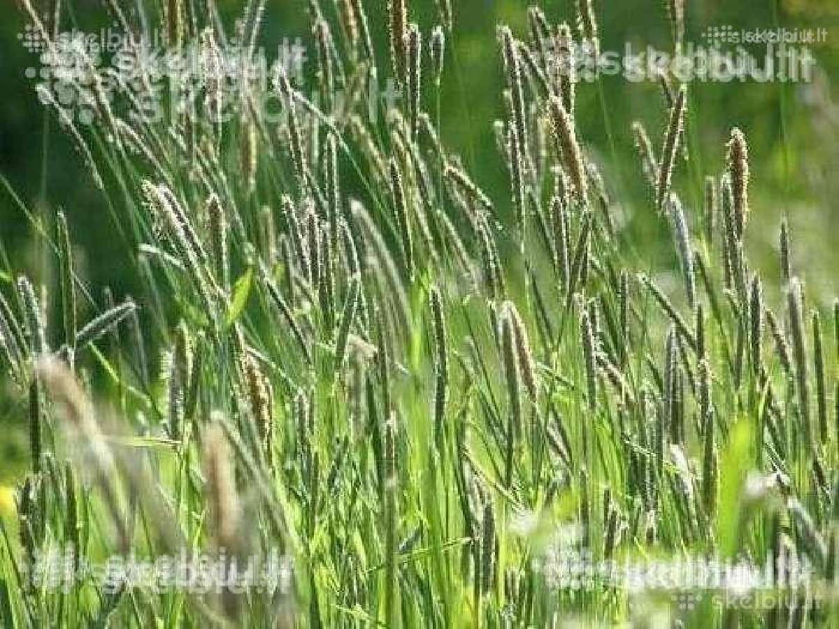 Pašarinės žolės, ju mišiniai ganymui - šienavimui