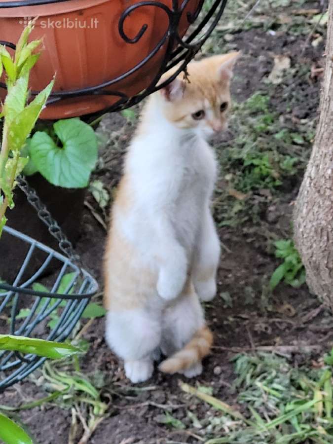 Katiniukas