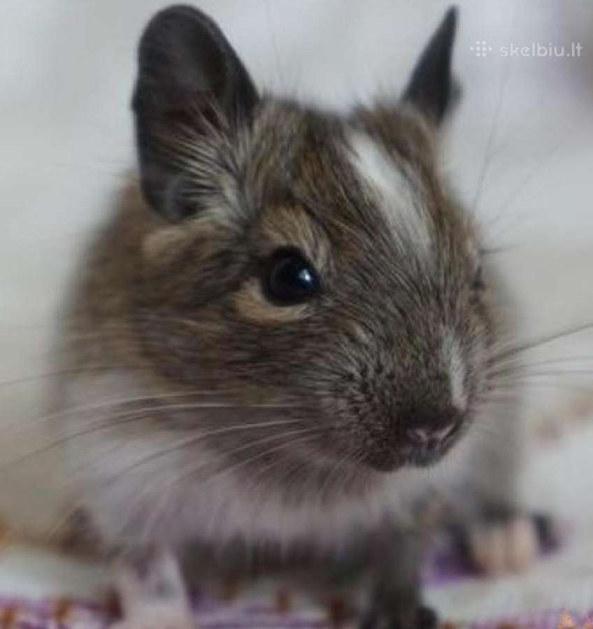 Degu mažyliai