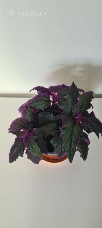 Ginura - nuotraukos Nr. 2