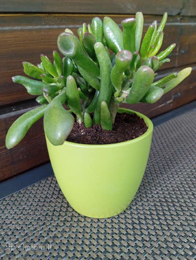 Sukulentas