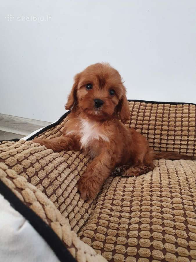 Cavapoo