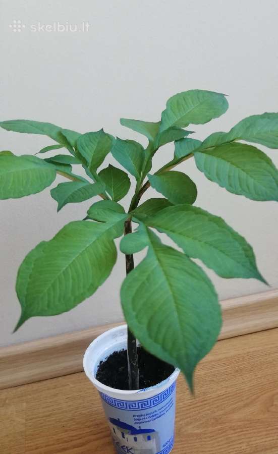 Amorfofalas (lavongėlė)