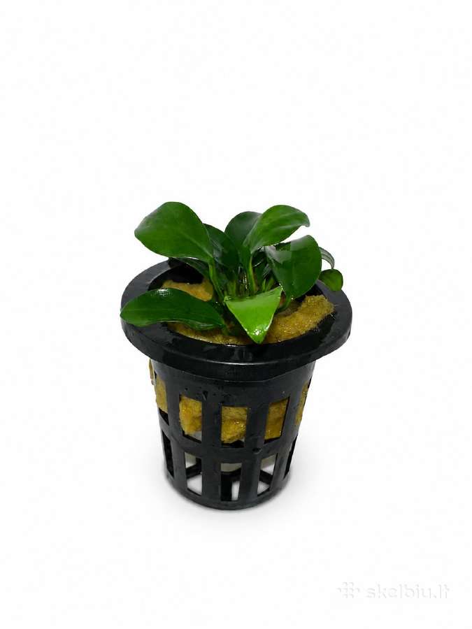 Anubias Petite, Bucephalandra, samanos