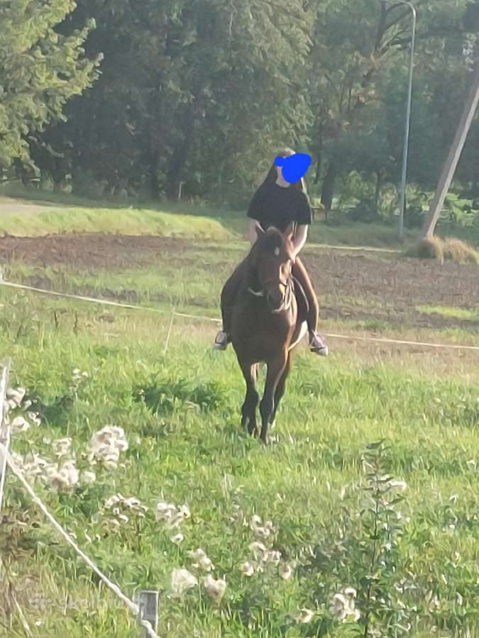 Parduodu rusų ristuna jojamas,važiuojamas,12m