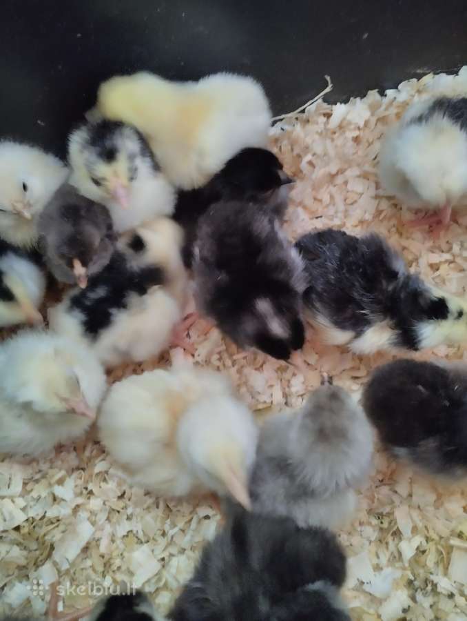 Ančiukai viščiukai kiauš perinimui - nuotraukos Nr. 7