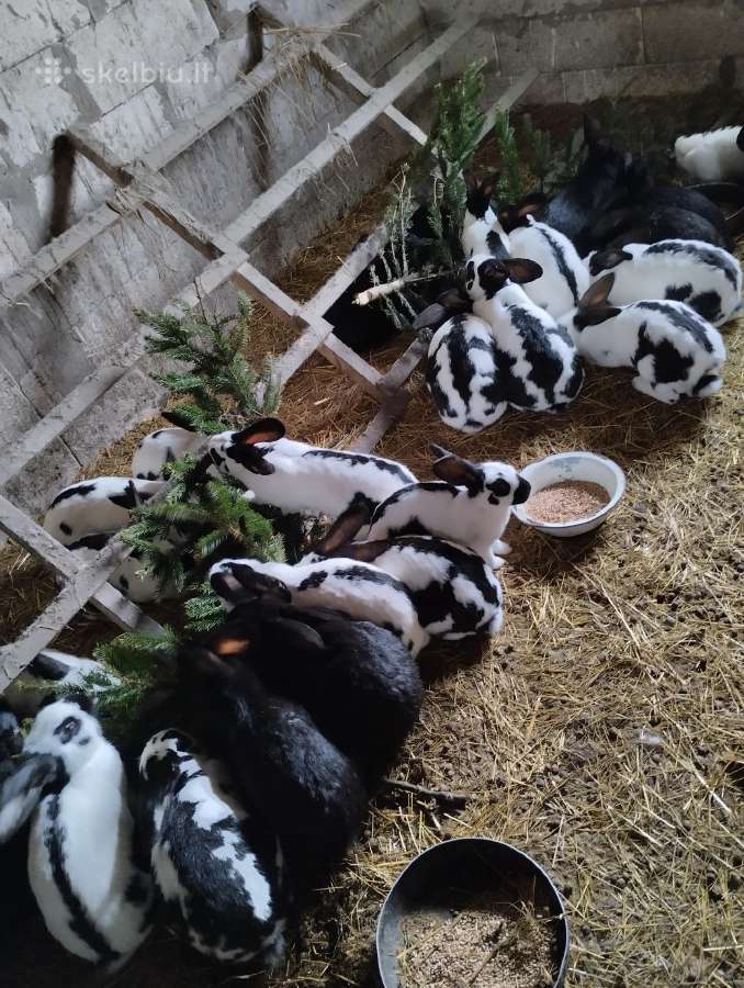 Ančiukai viščiukai kiauš perinimui - nuotraukos Nr. 17
