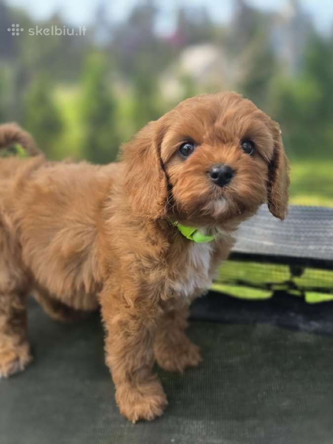 Cavapoo