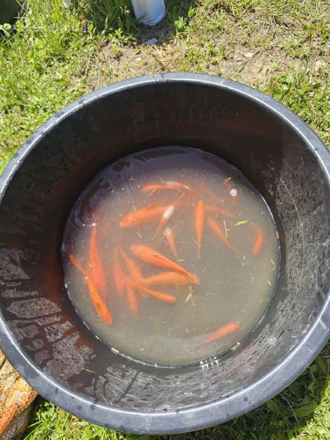 Parduodu dekoratyvinius karosus