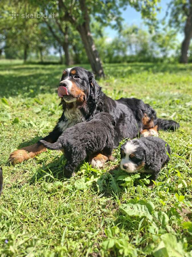 Berno zenenhundų patinai