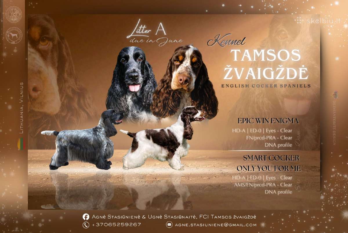 Gimė ilgai laukta Anglų Kokerspanielių vada