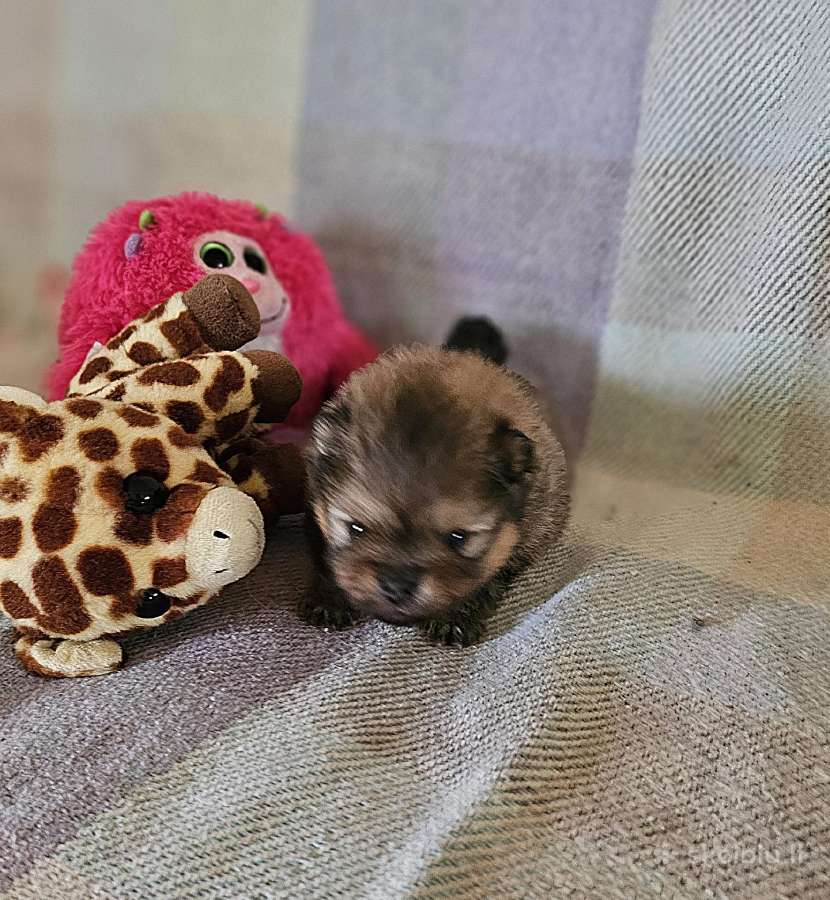 Pomeranų špiciukai
