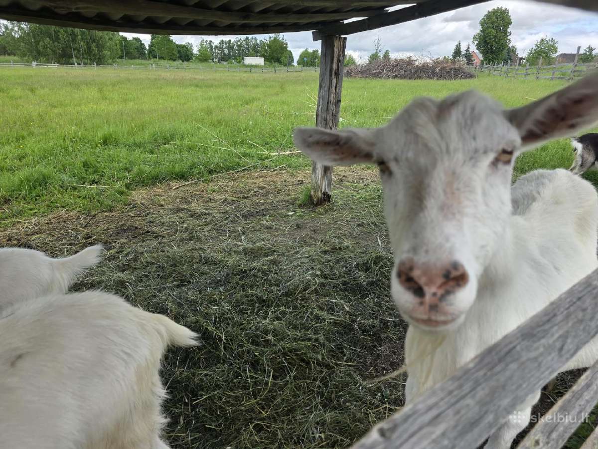Parduodų ožkas