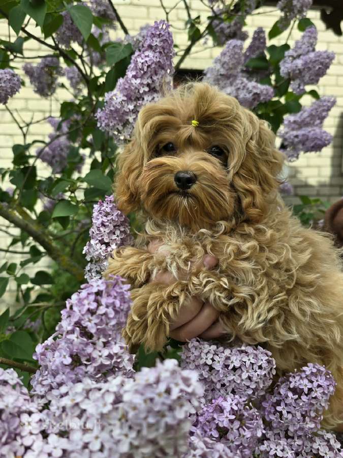 Maltipoo mergytės
