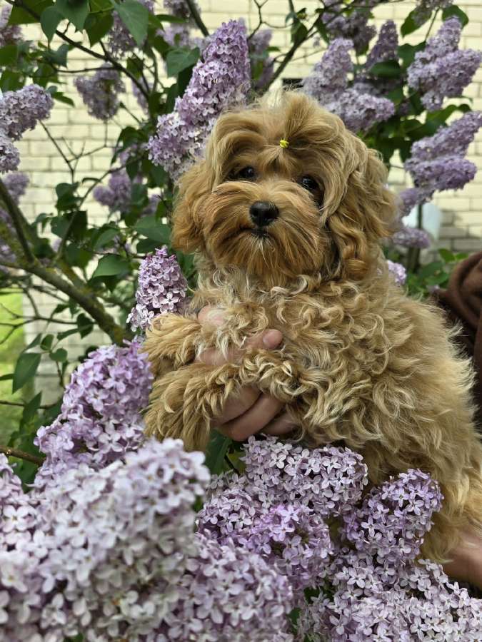 Maltipoo mergytės - nuotraukos Nr. 2