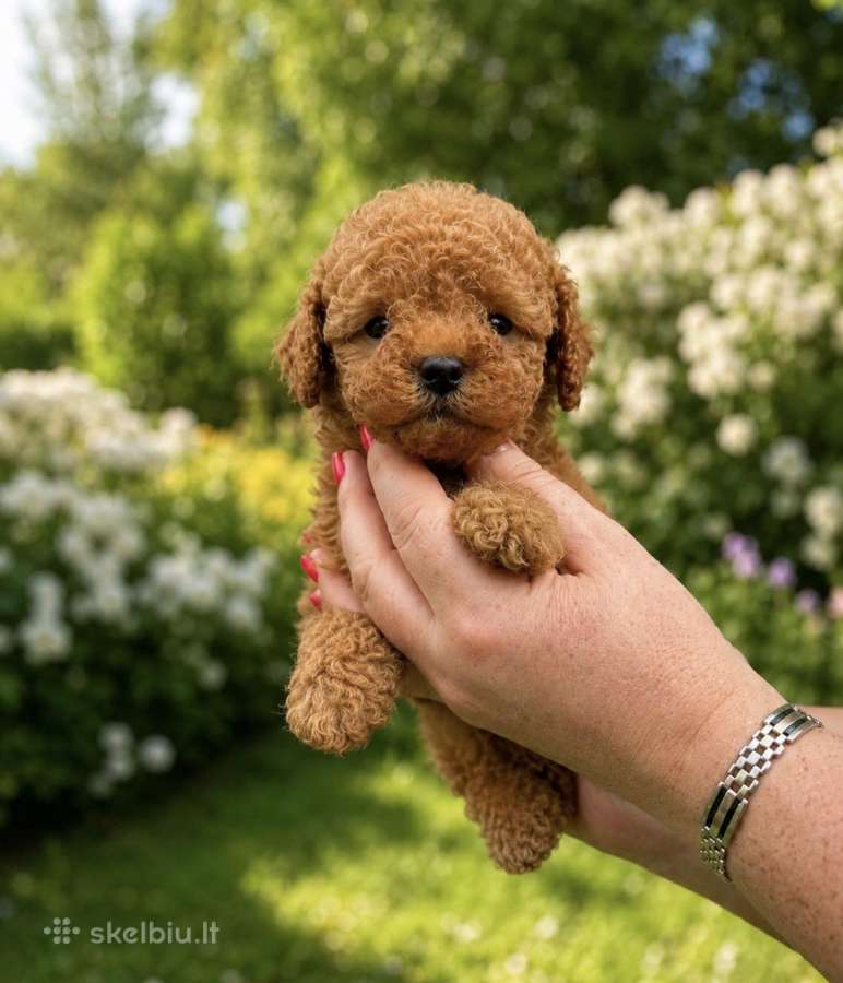 Azijos teacup pudelis