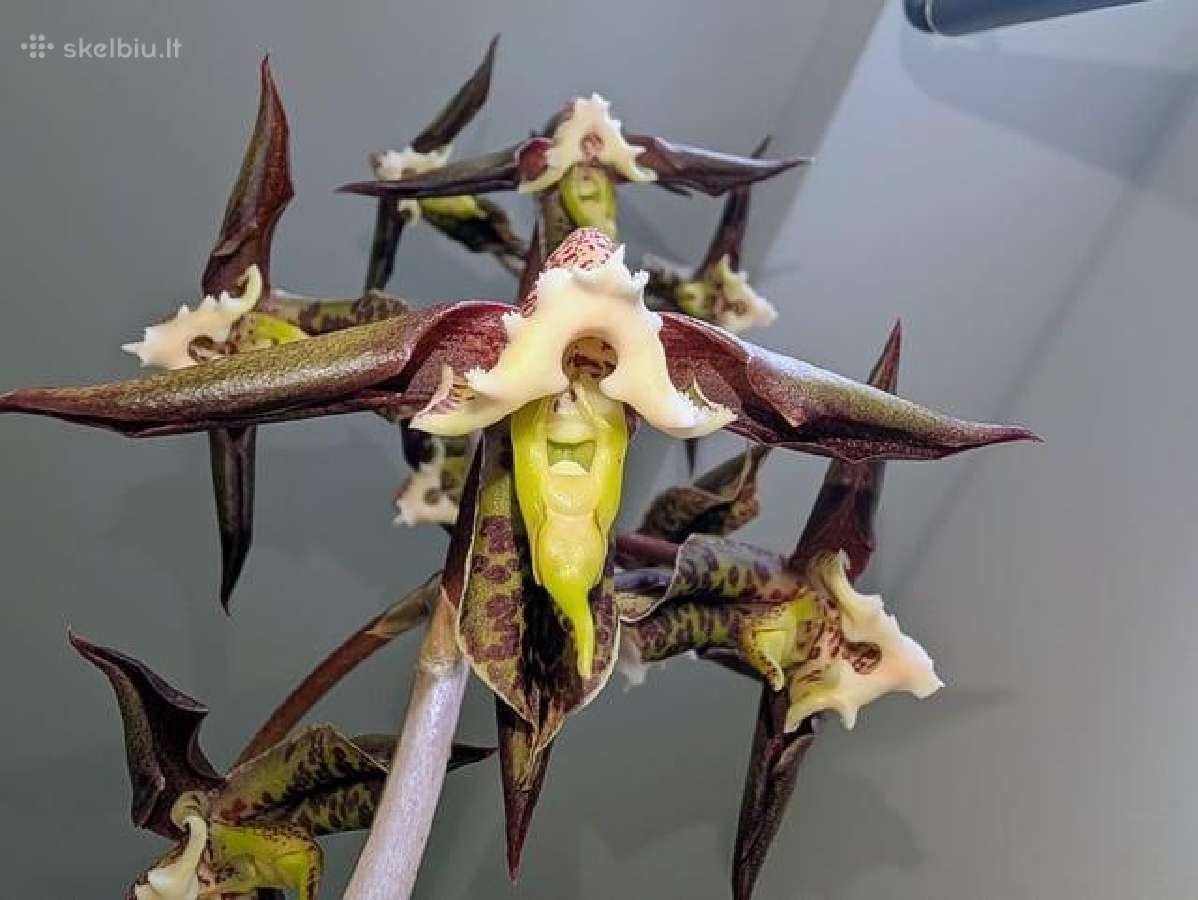 Catasetum gnomus orchidėja