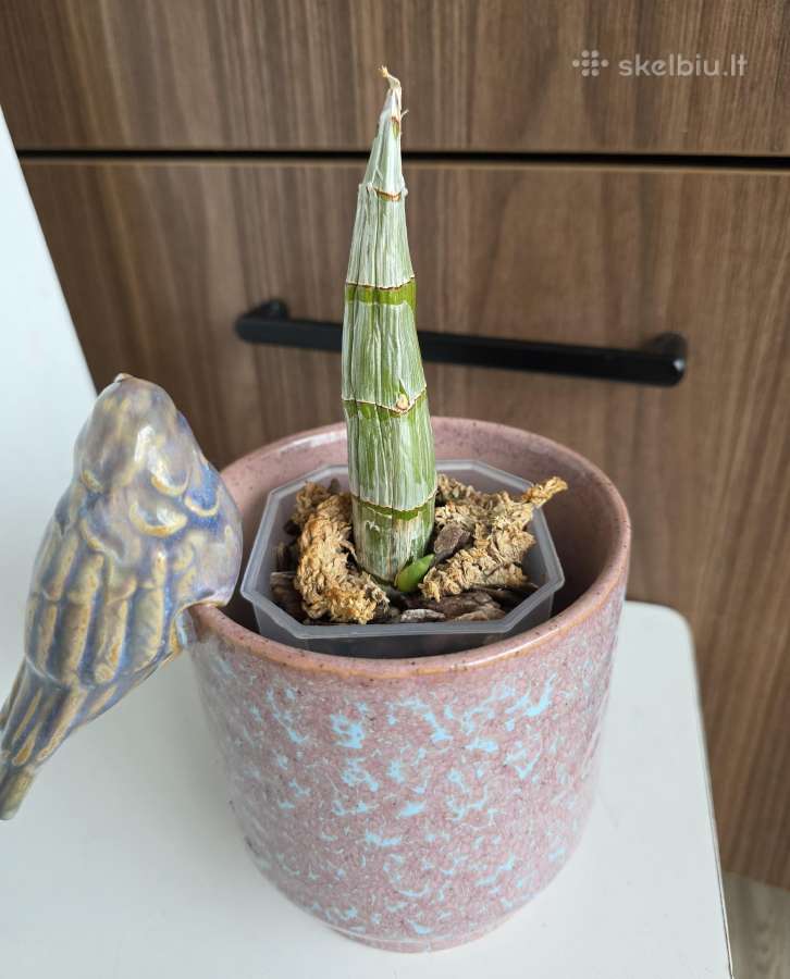 Catasetum gnomus orchidėja - nuotraukos Nr. 2