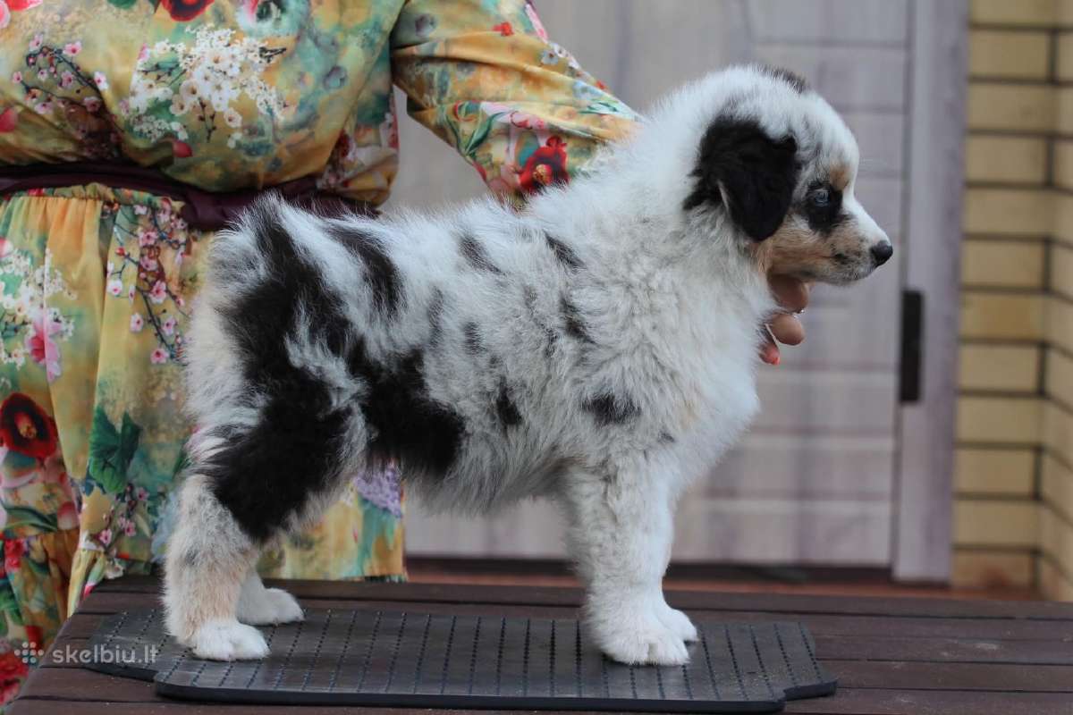 Aussi blue merle mergaite,blue eyes