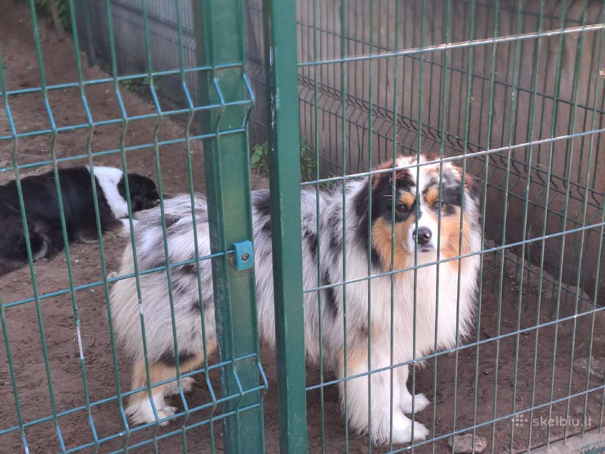 Aussi blue merle mergaite - nuotraukos Nr. 5