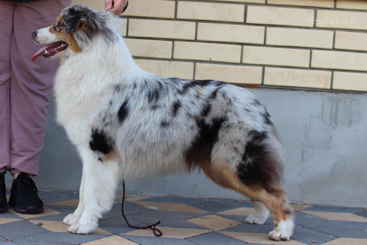 Aussi blue merle mergaite - nuotraukos Nr. 6