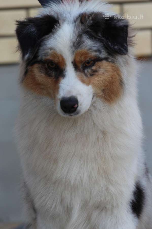 Aussi blue merle boys& girls - nuotraukos Nr. 9