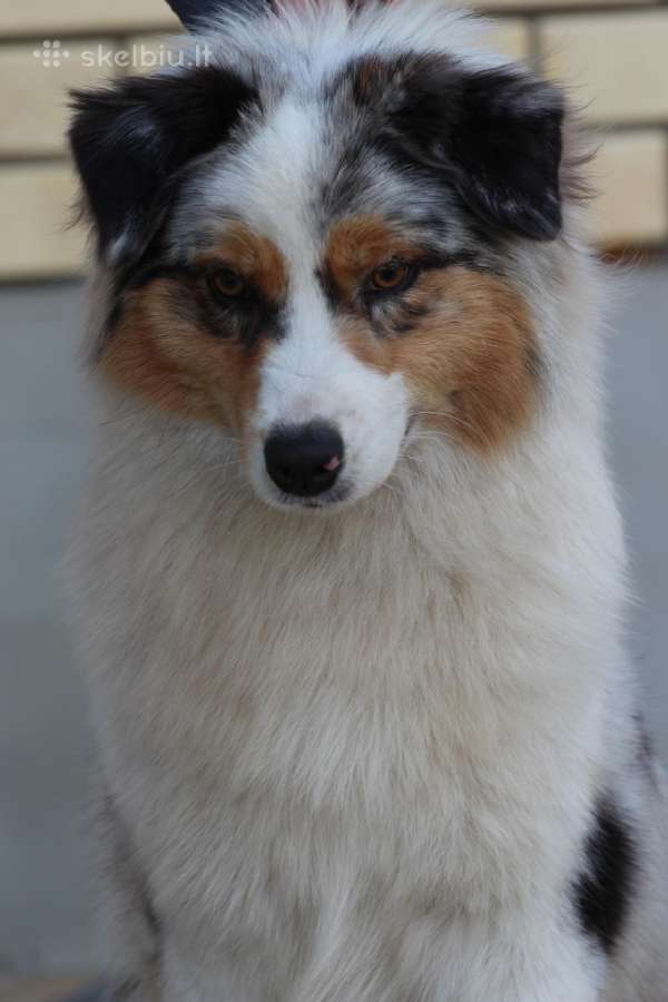 Aussi blue merle mergaite - nuotraukos Nr. 7