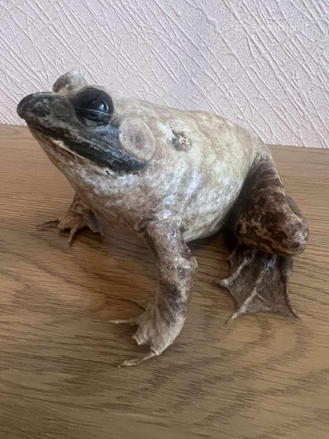 Egzotiška varlės iškamša iš Kubos