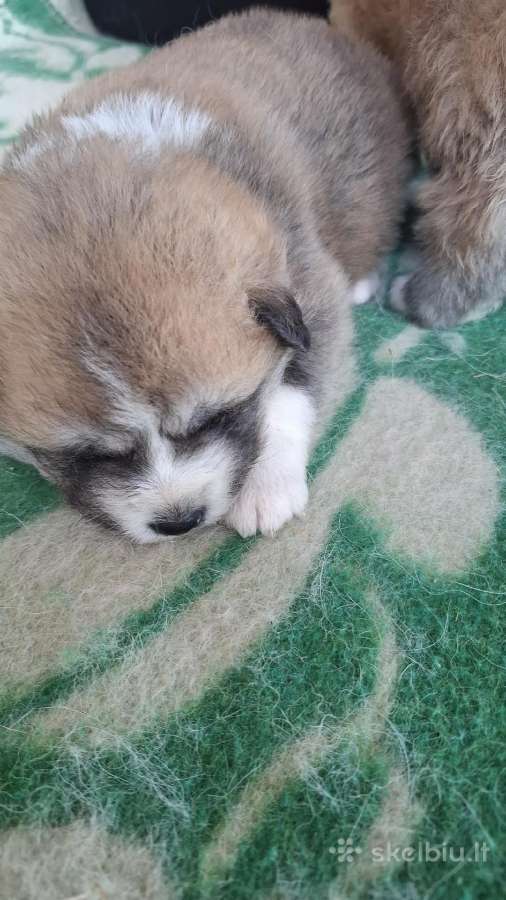 Japonų akita