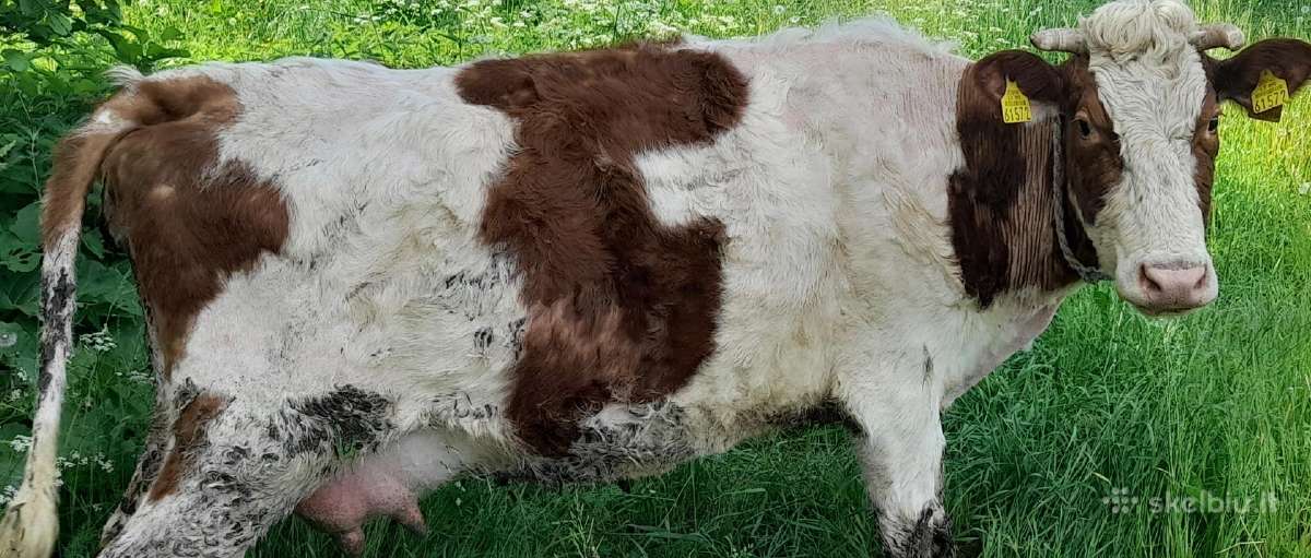 Keturios šviežiapienės karvytės