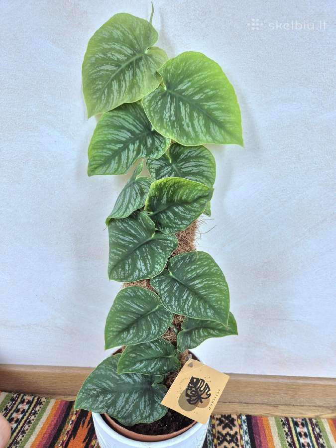 Kambarine gele"monstera Dubia".