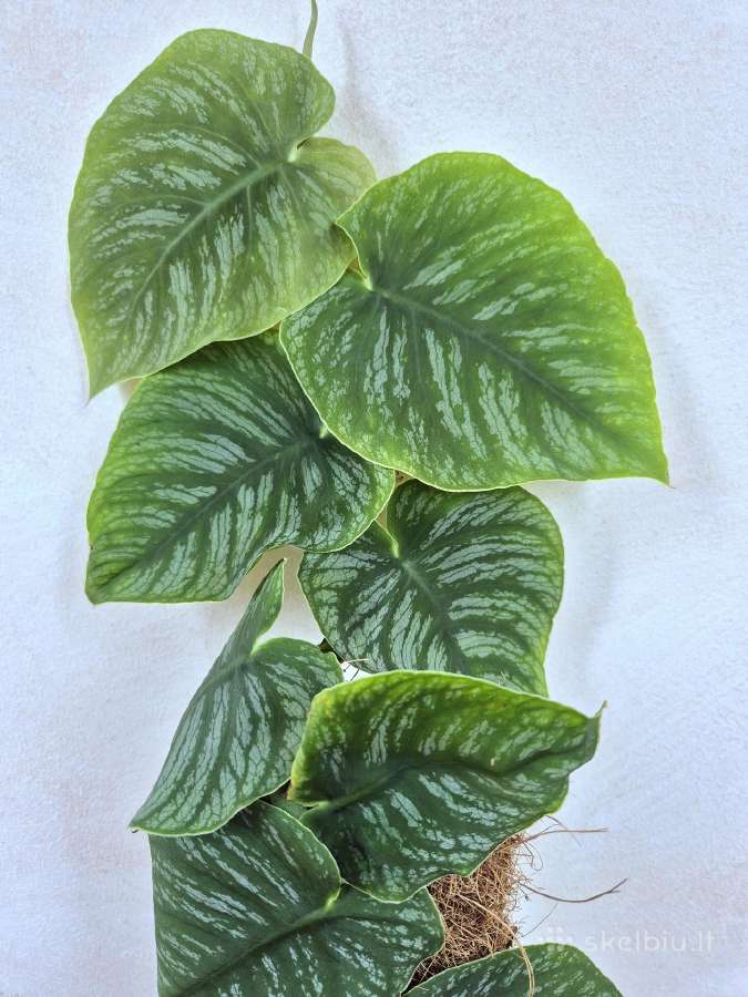 Kambarine gele"monstera Dubia". - nuotraukos Nr. 2