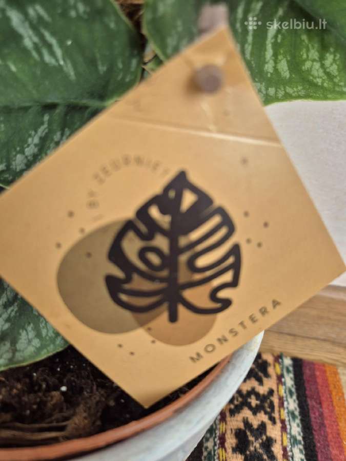 Kambarine gele"monstera Dubia". - nuotraukos Nr. 3