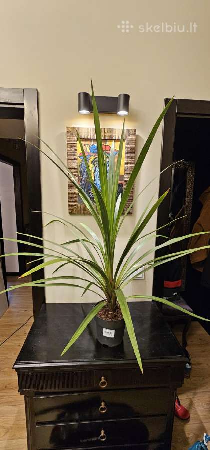 Cordyline