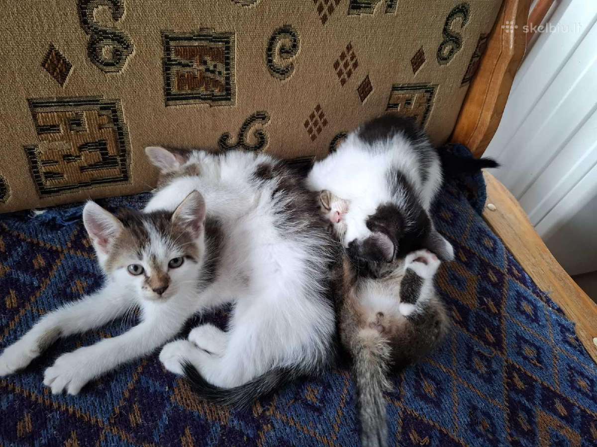 Dovanojami kačiukai
