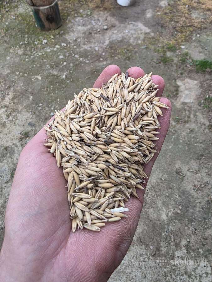 Avižos , kiekis apie 25 t