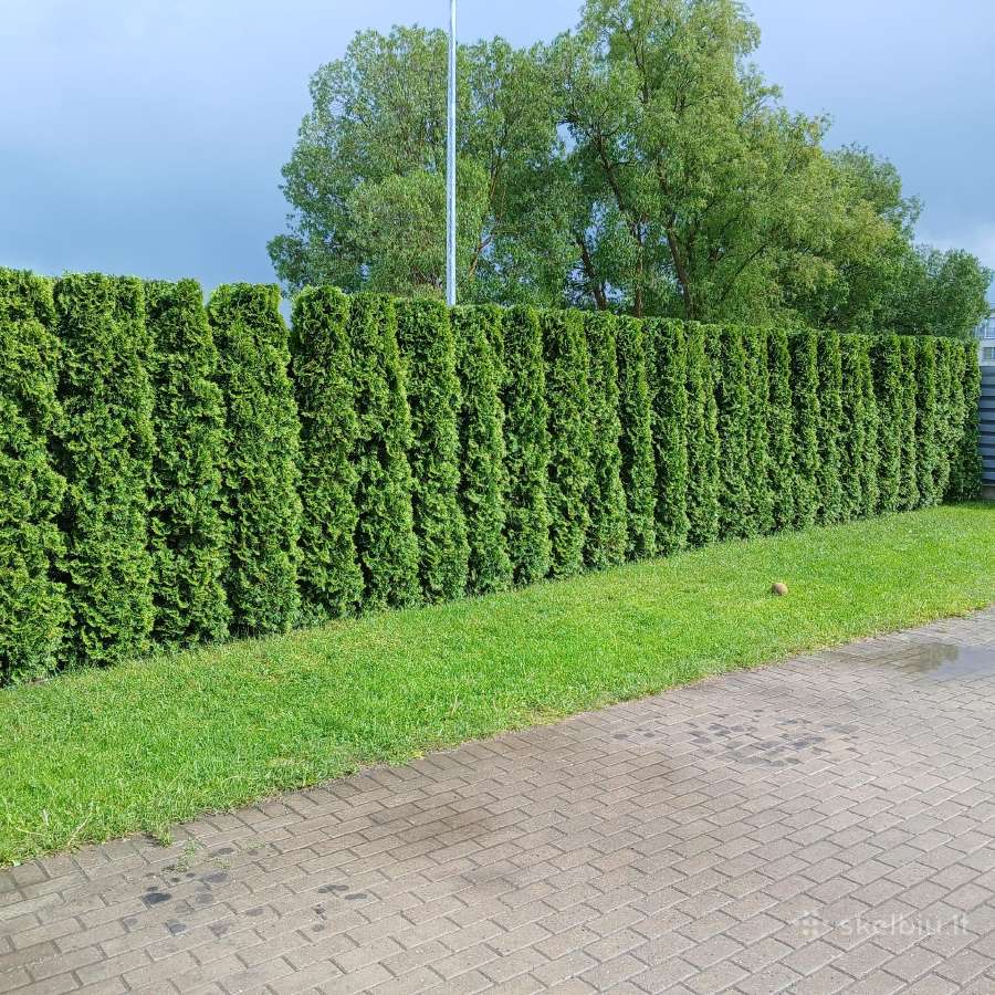 Tuju gyvatvoriu kirpimas genejimas rudumu valymas - nuotraukos Nr. 12