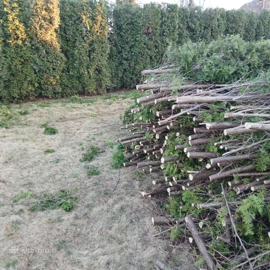 Tuju gyvatvoriu kirpimas genejimas rudumu valymas - nuotraukos Nr. 9
