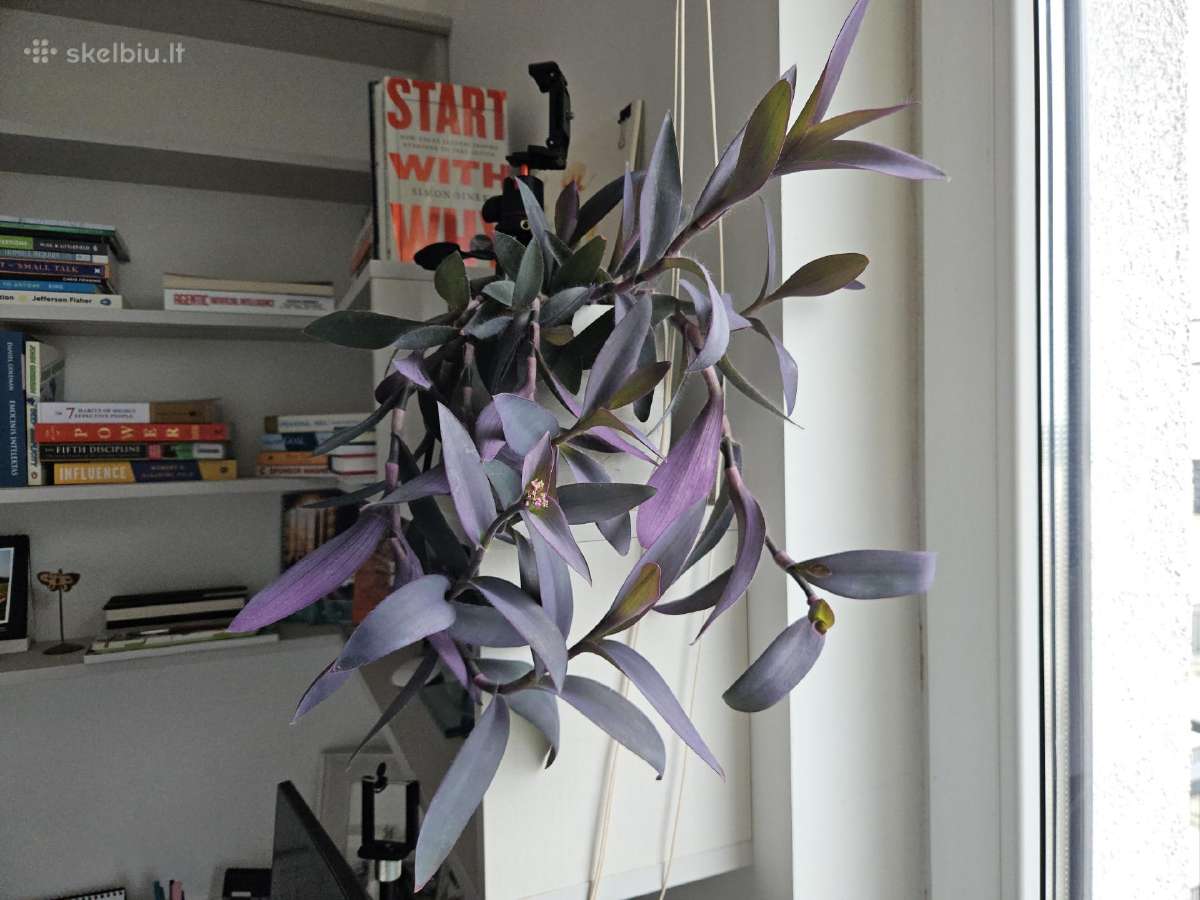 Tradescantia Purple - nuotraukos Nr. 13