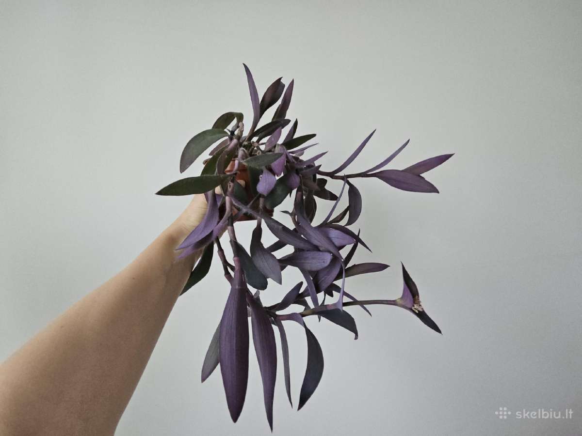 Tradescantia Purple - nuotraukos Nr. 12
