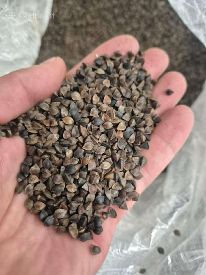 Parduodami Grikiai - nuotraukos Nr. 2