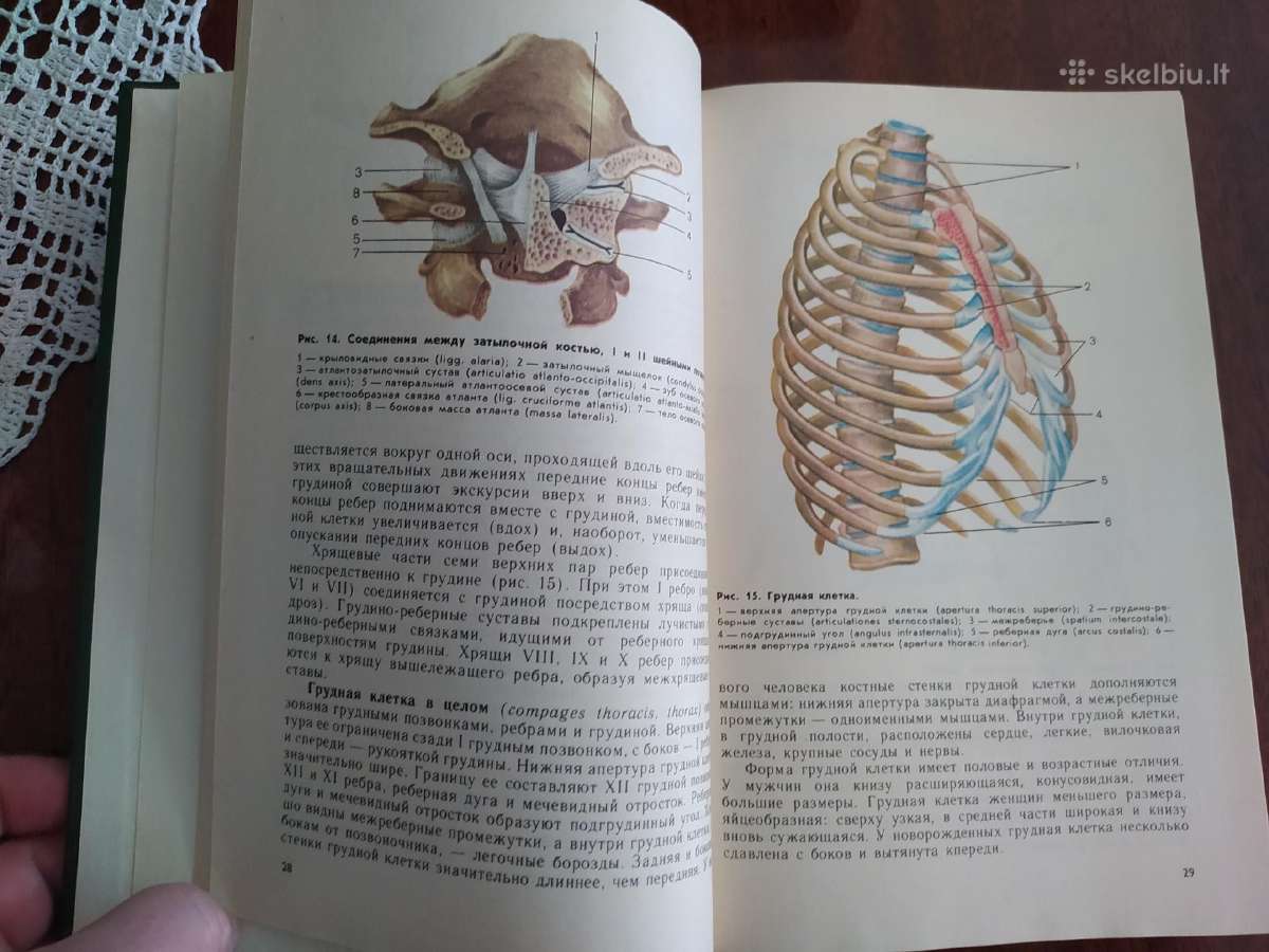 Zmogaus anatomijos atlasas - nuotraukos Nr. 2