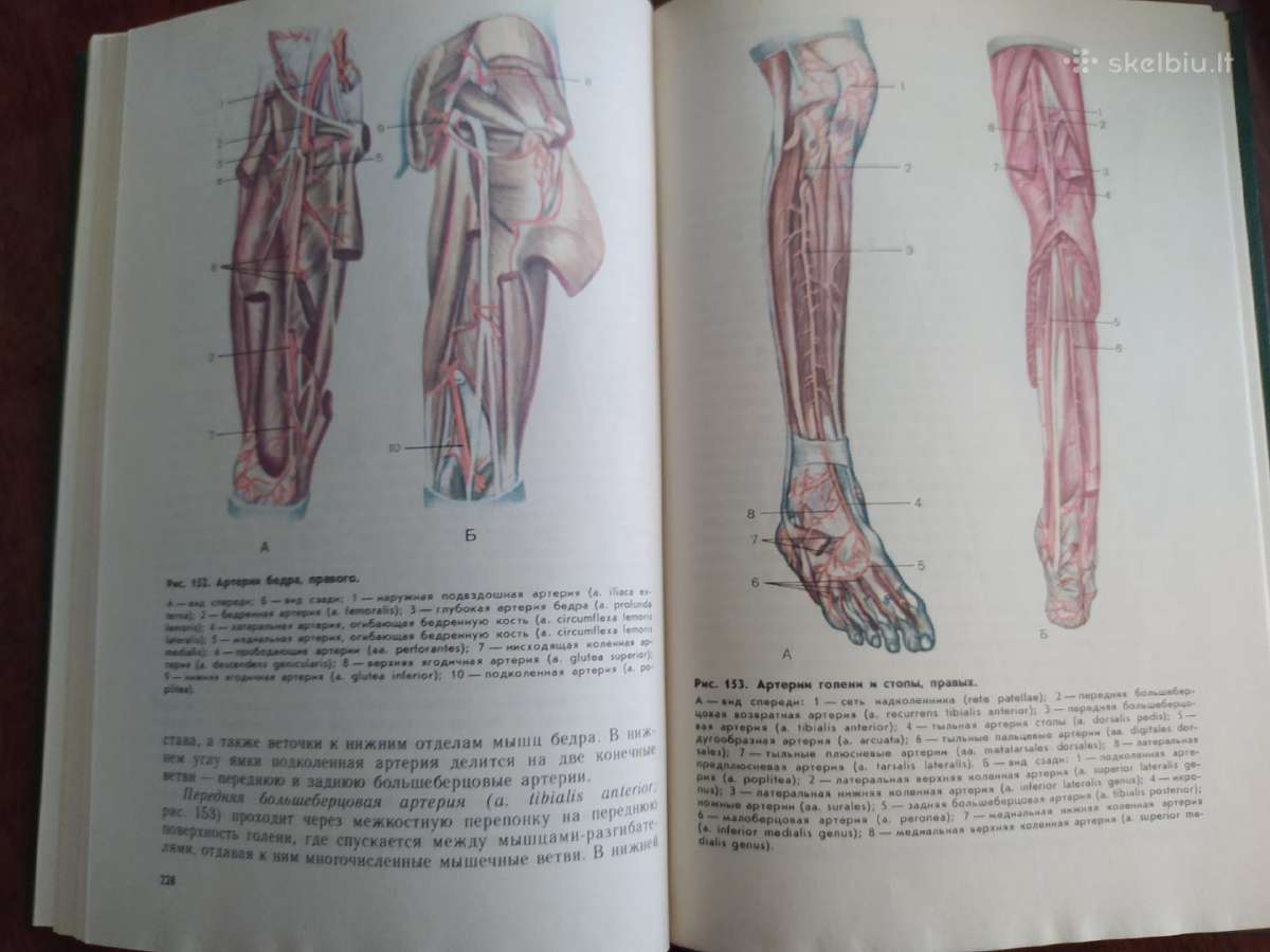Zmogaus anatomijos atlasas - nuotraukos Nr. 3