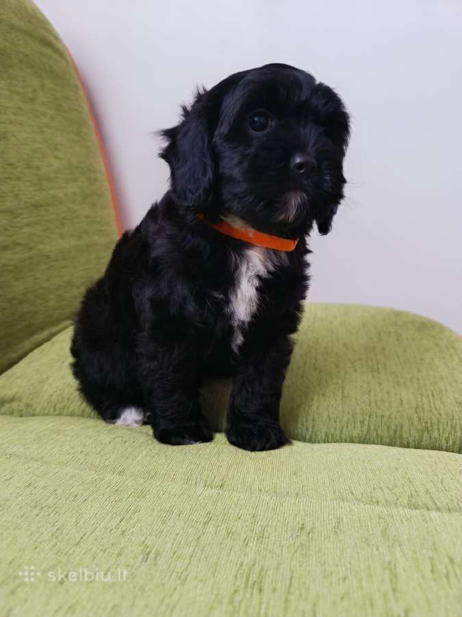 Cavapoo - nuotraukos Nr. 3