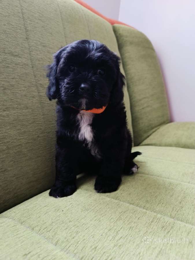 Cavapoo - nuotraukos Nr. 4