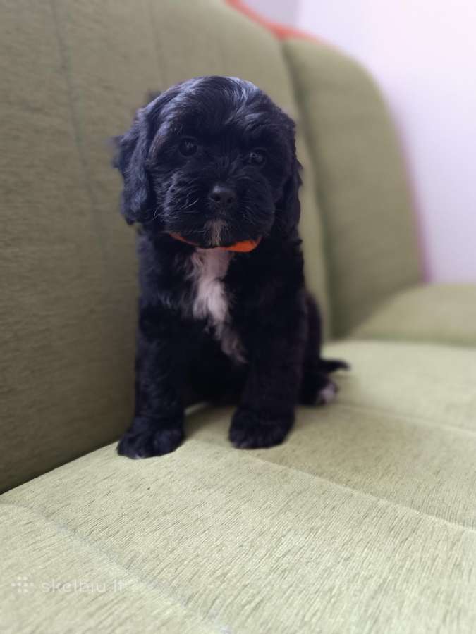 Cavapoo - nuotraukos Nr. 12