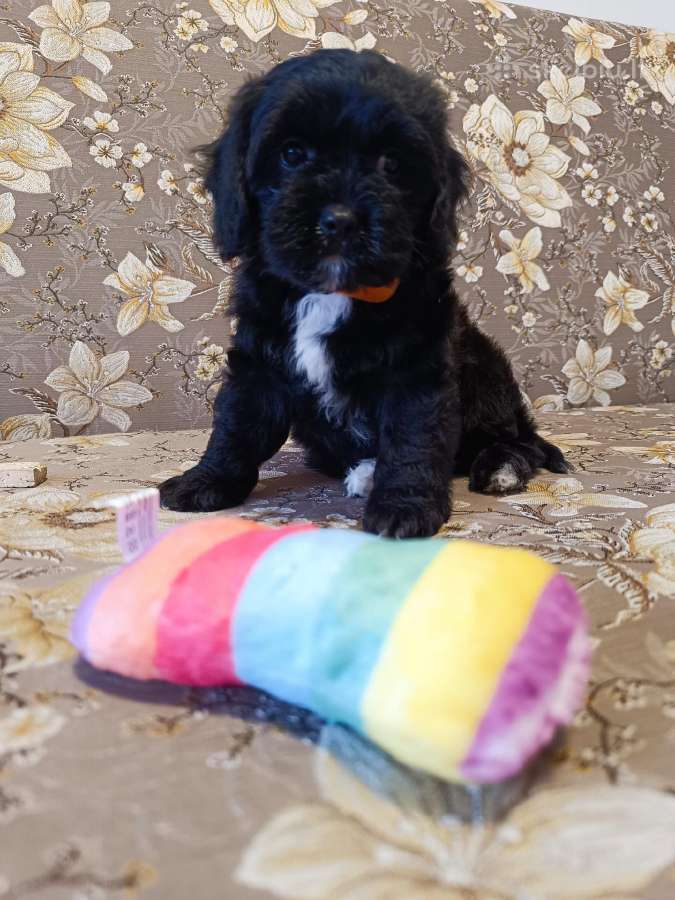 Cavapoo - nuotraukos Nr. 13