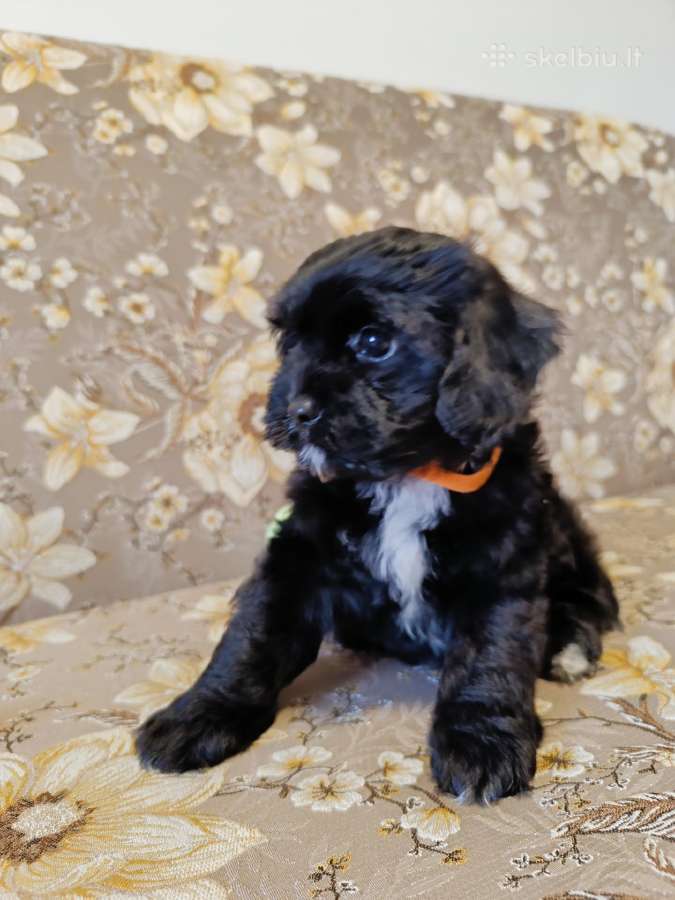 Cavapoo - nuotraukos Nr. 14