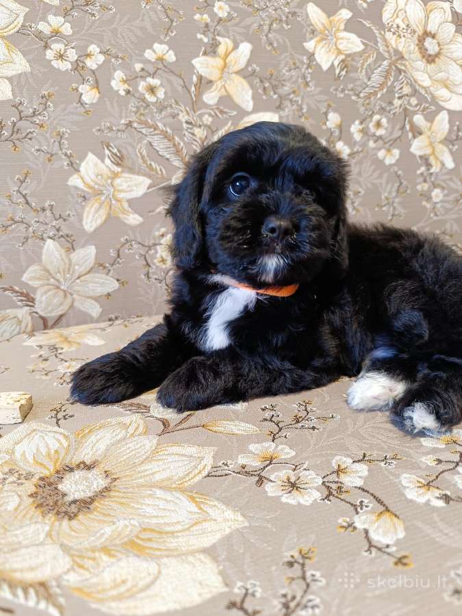 Cavapoo - nuotraukos Nr. 2